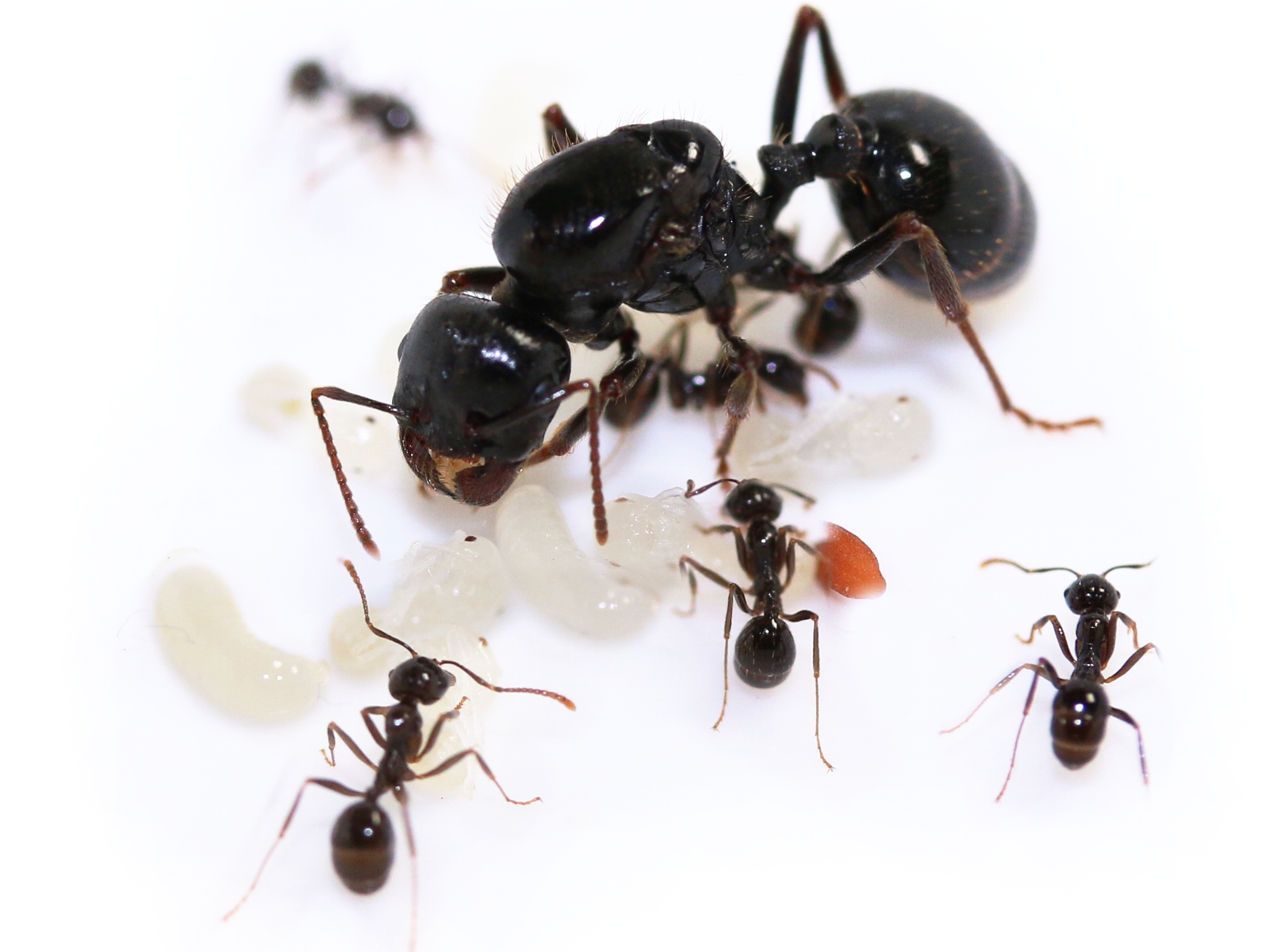 ANTSTORE - Ameisenshop - Ameisen kaufen - Heat Thermo Mat 3 W