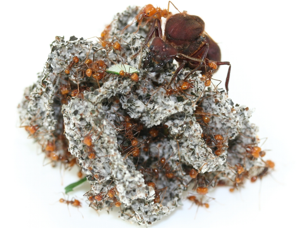 ANTSHOP - Switzerland - Ameisenshop - Ameisen kaufen - Atta cephalotes  (bicolor)