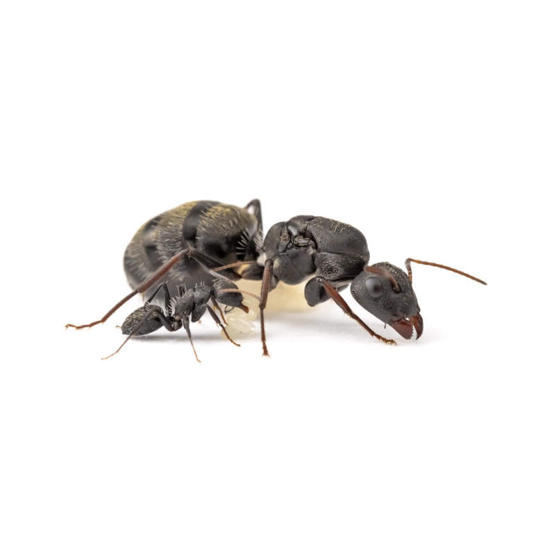 Camponotus grandidieri