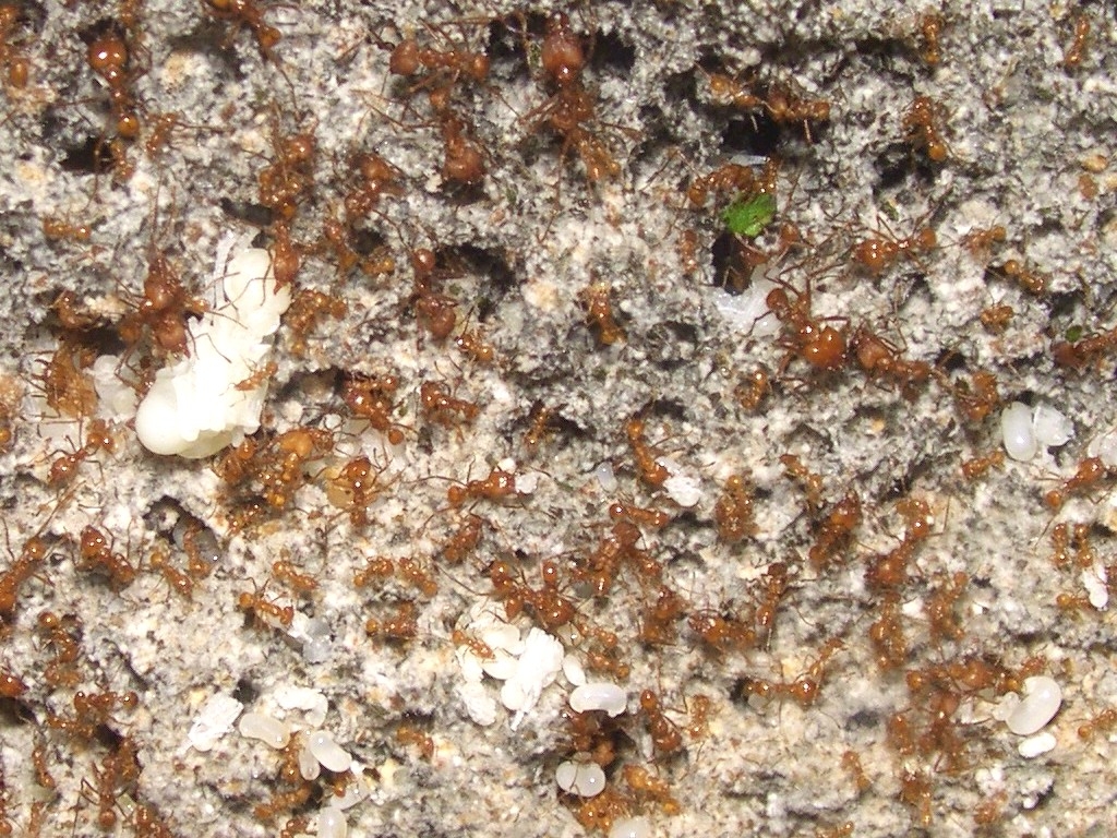 Atta cephalotes