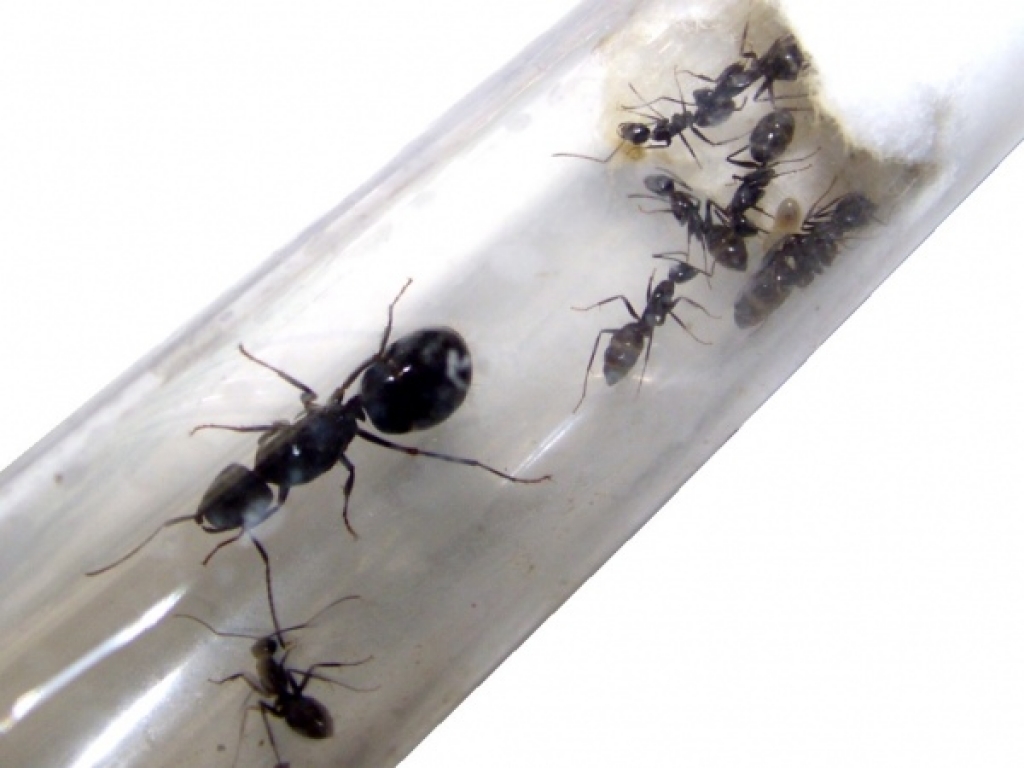 Camponotus aethiops