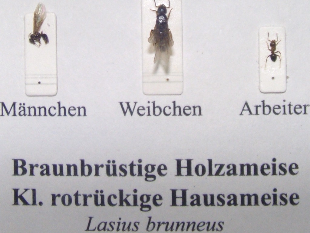 Schaukasten: holzzerstörende Ameisen