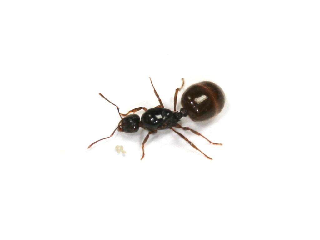 Aphaenogaster dulcineae