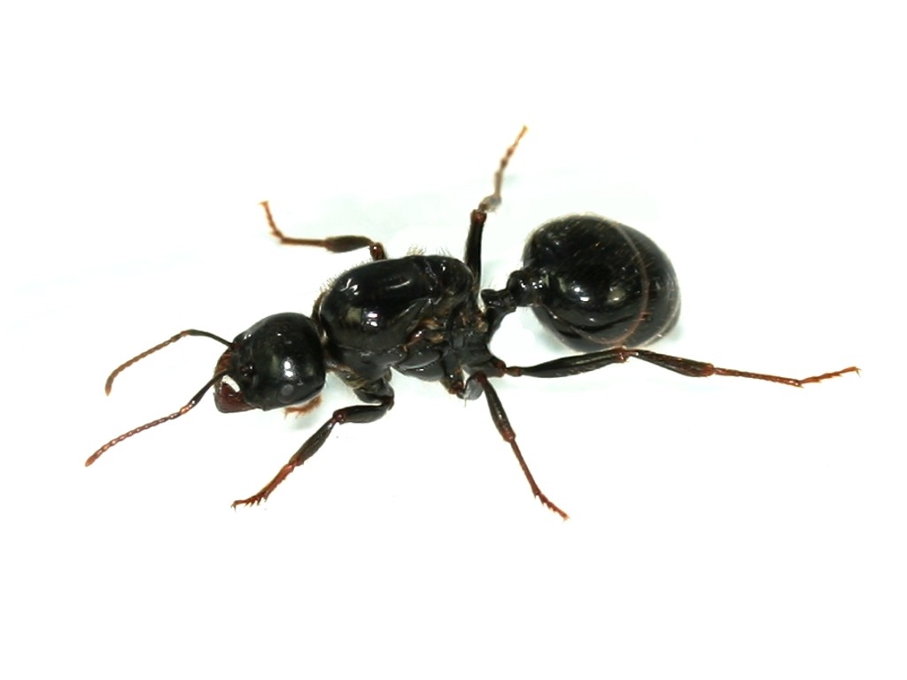 ANTSTORE - Ameisenshop - Ameisen kaufen - Bundle Offer - Messor