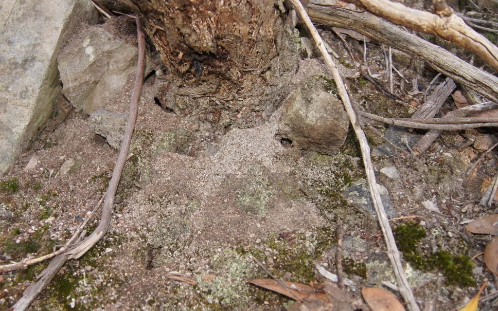 Aphaenogaster longiceps