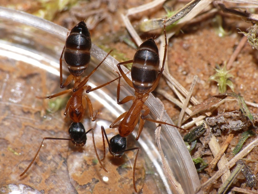 Camponotus consobrinus