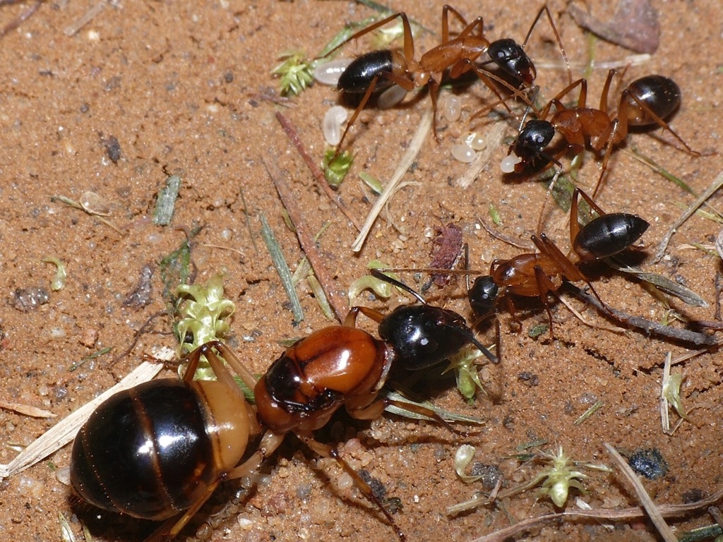 Camponotus consobrinus