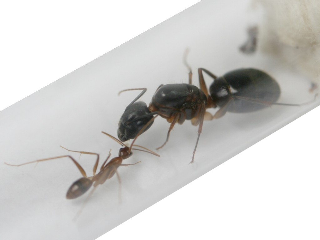 Camponotus mitis