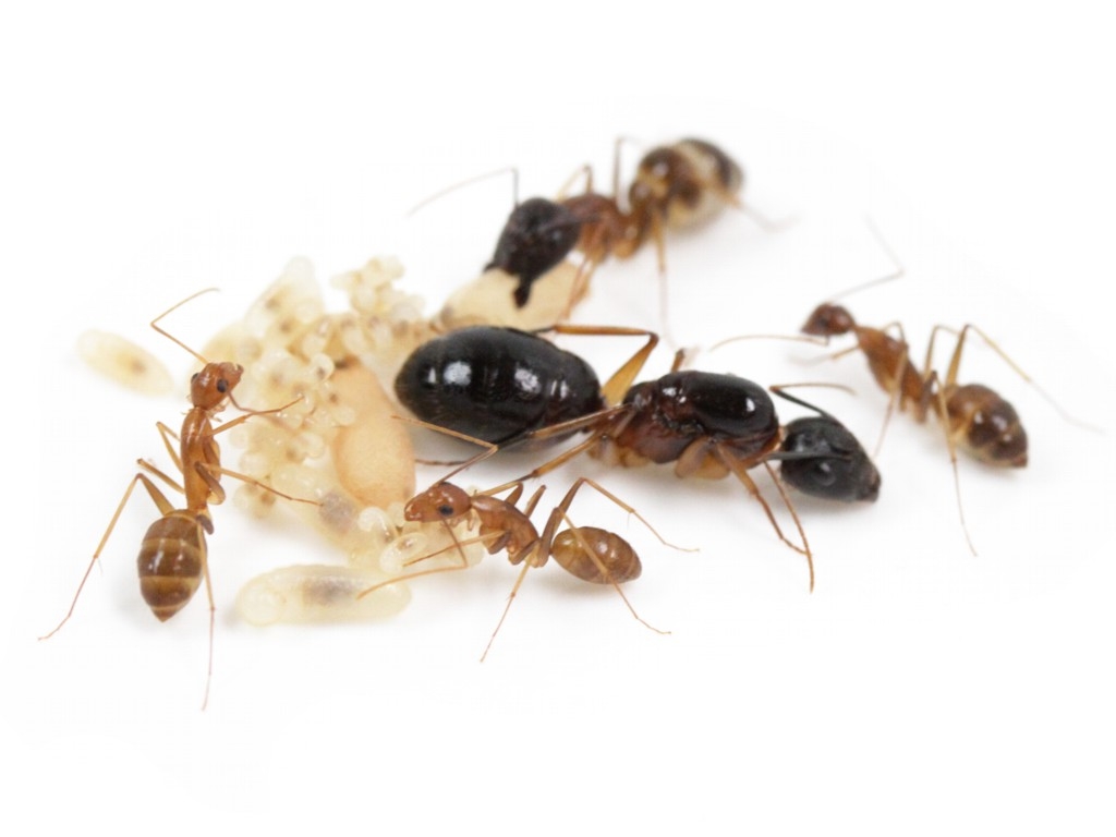 Camponotus pseudoirritans