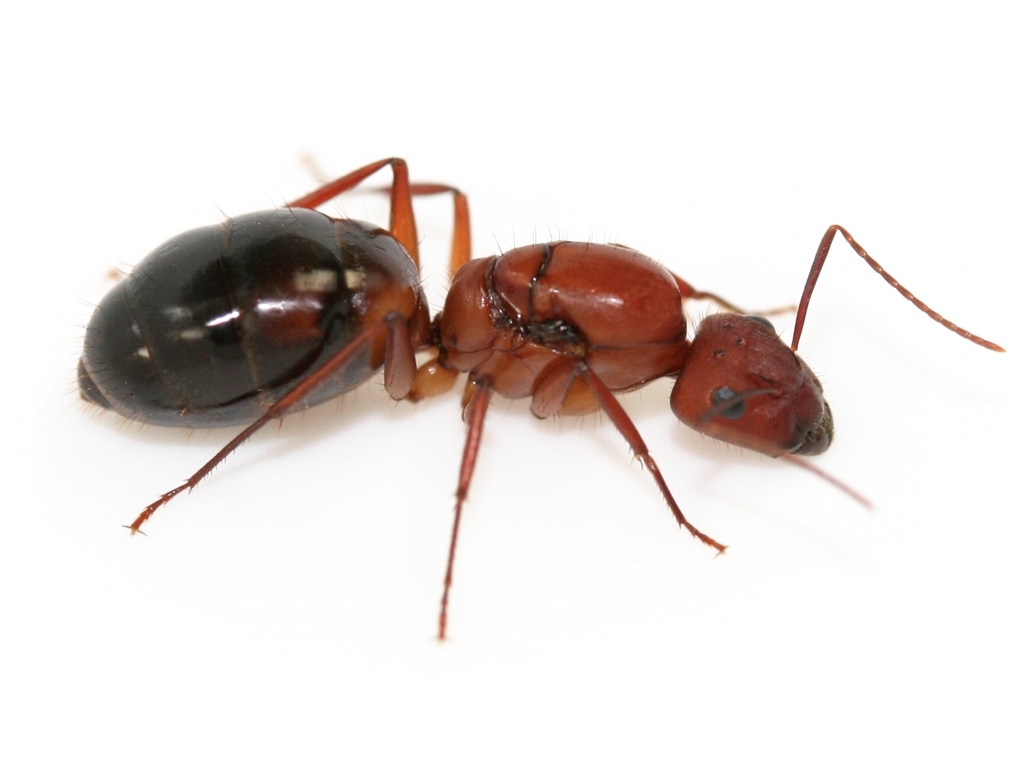 Camponotus cf. socius