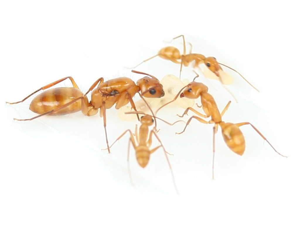 Camponotus spec. aus Südamerika