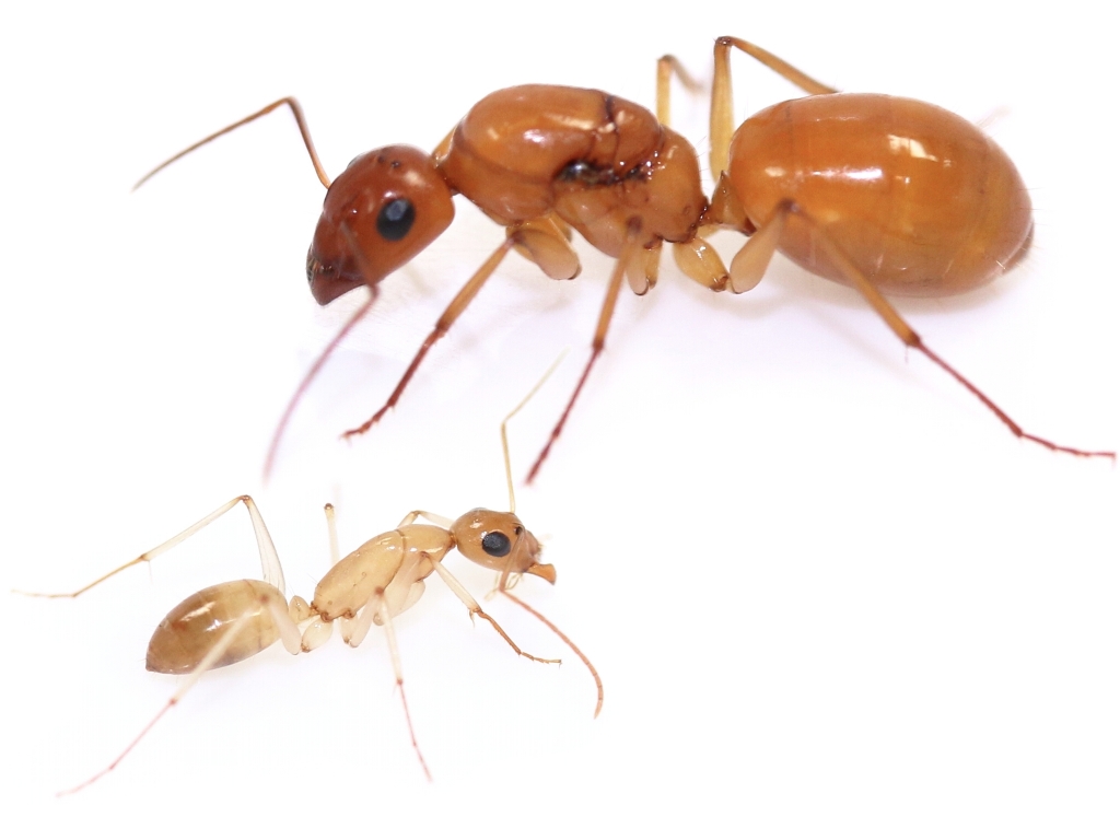 Camponotus turkestanus