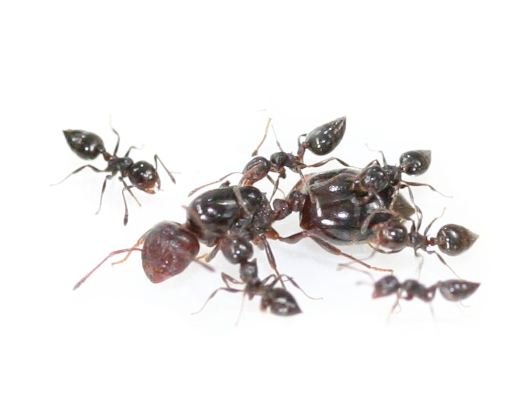 Crematogaster auberti