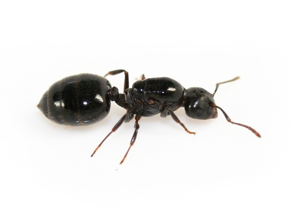 Crematogaster cerasi