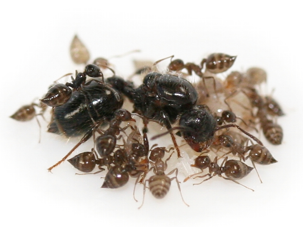 Crematogaster erecta