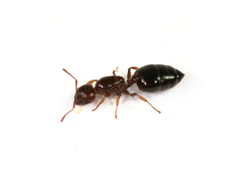 Camponotus cf. japonicus