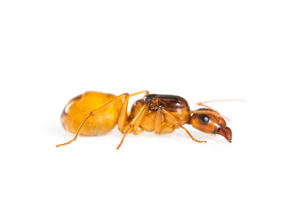 Camponotus fedtschenkoi/ turkestanus