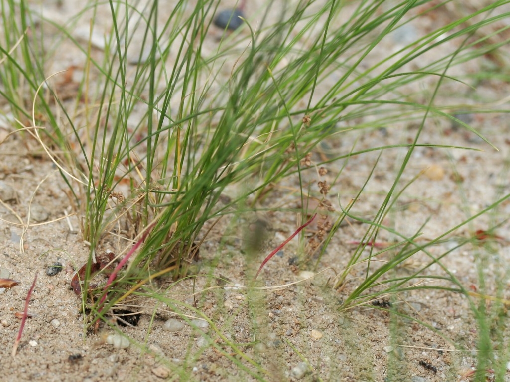 Formica (Serviformica) cinerea