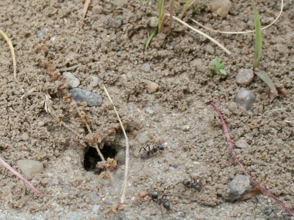 Formica (Serviformica) cinerea