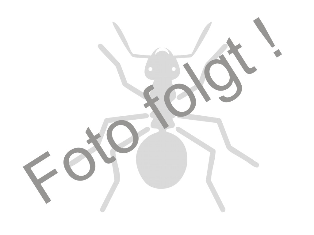 Probolomyrmex longiscapus