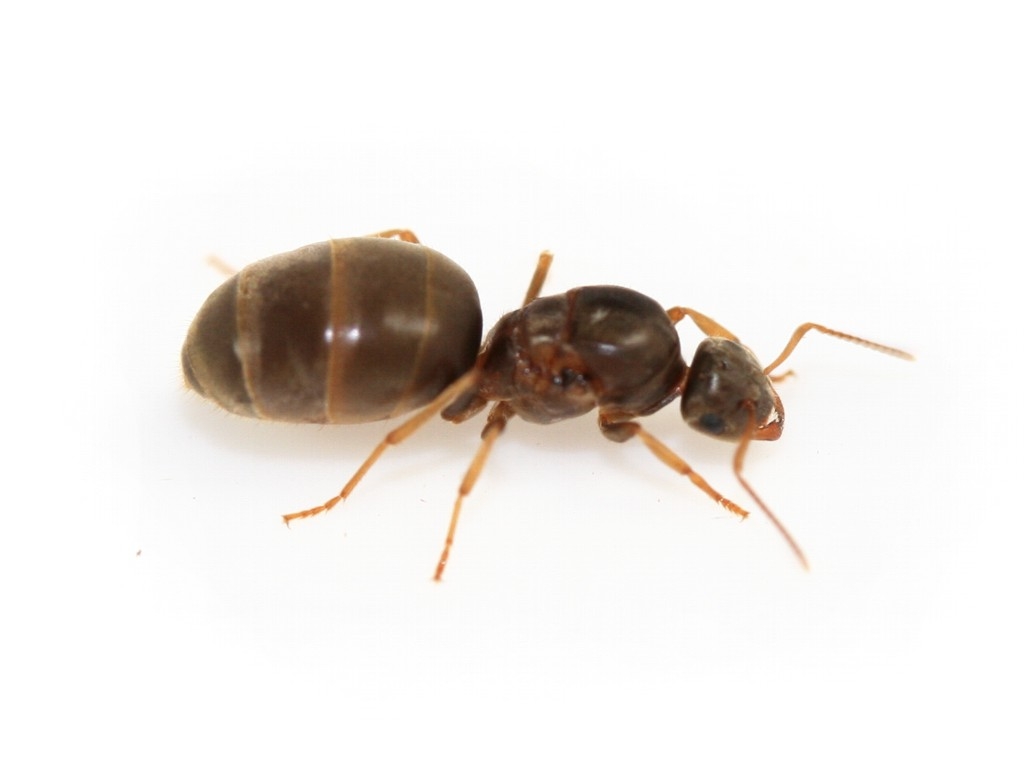 Lasius neoniger