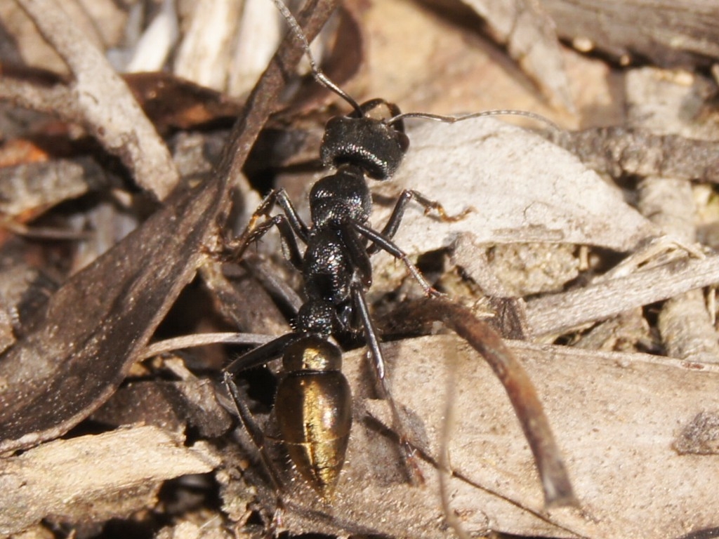 Myrmecia michaelseni