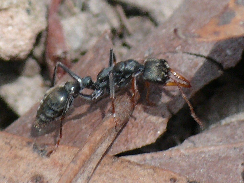 Myrmecia pilosula