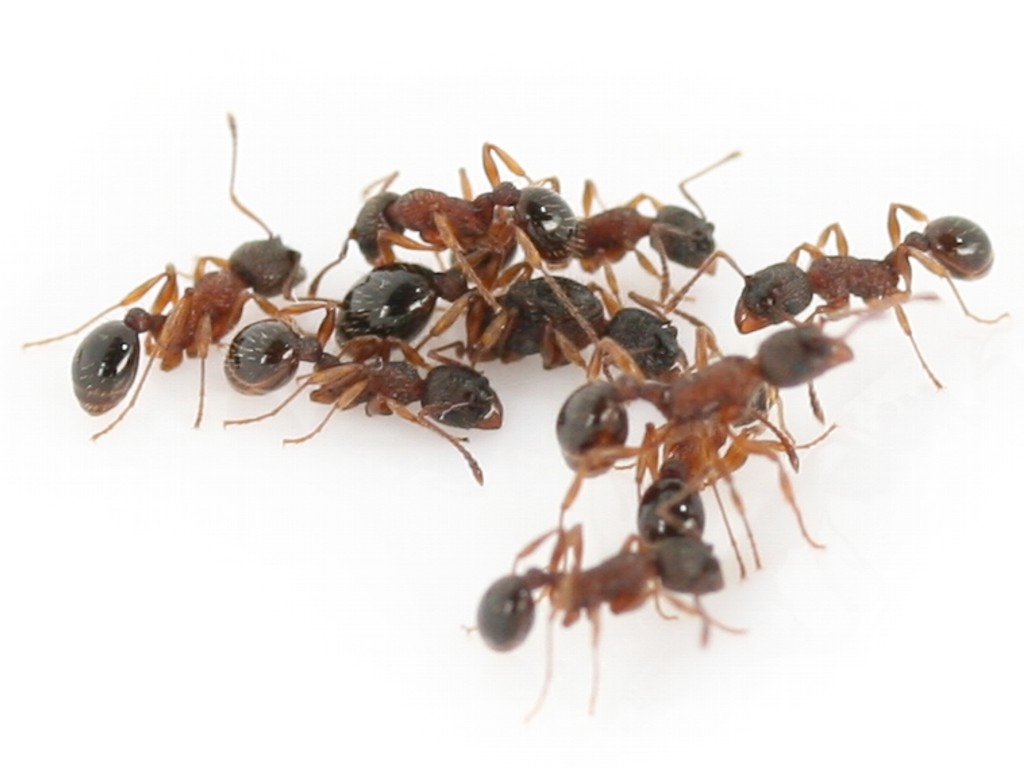 Myrmica jessensis