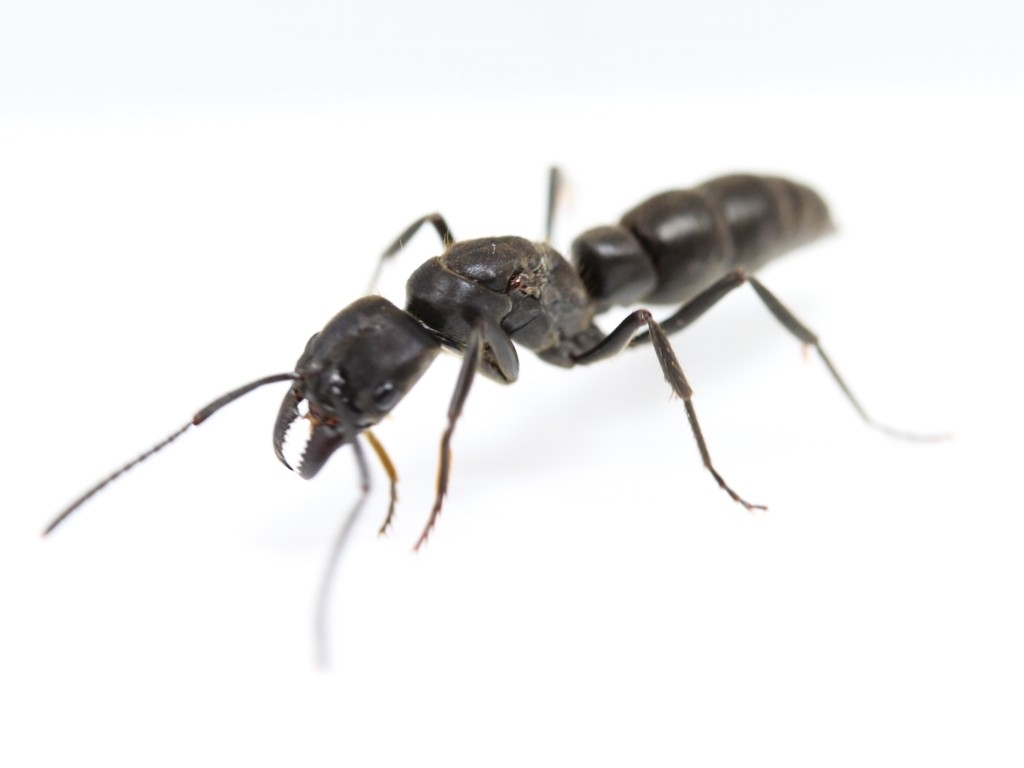 Camponotus herculeanus (Schwarze Rossameise)