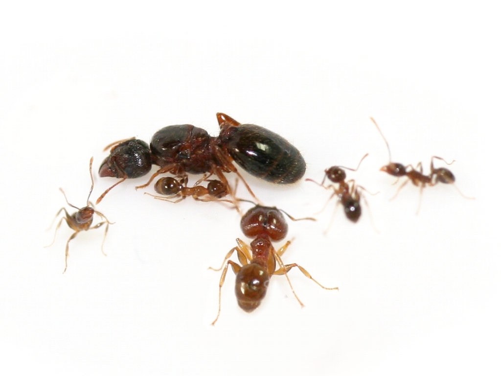 Pheidole aphrasta