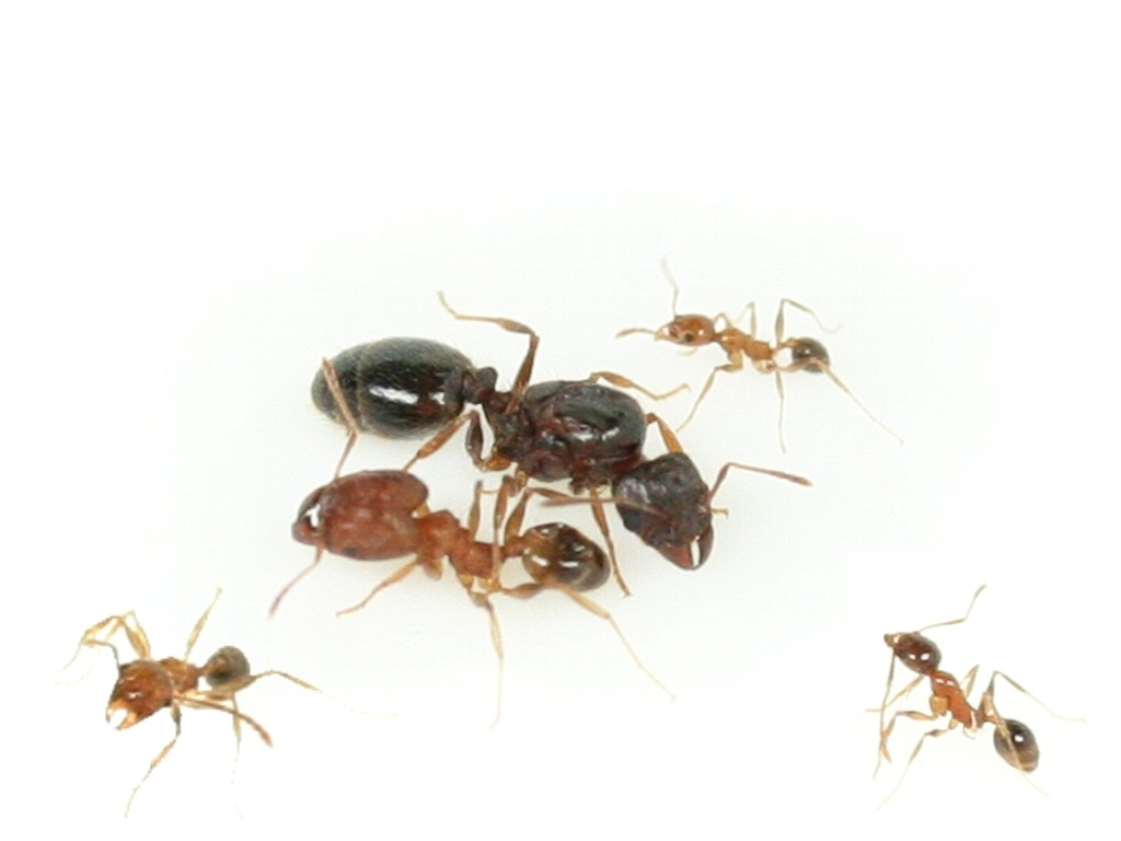 Pheidole jucunda