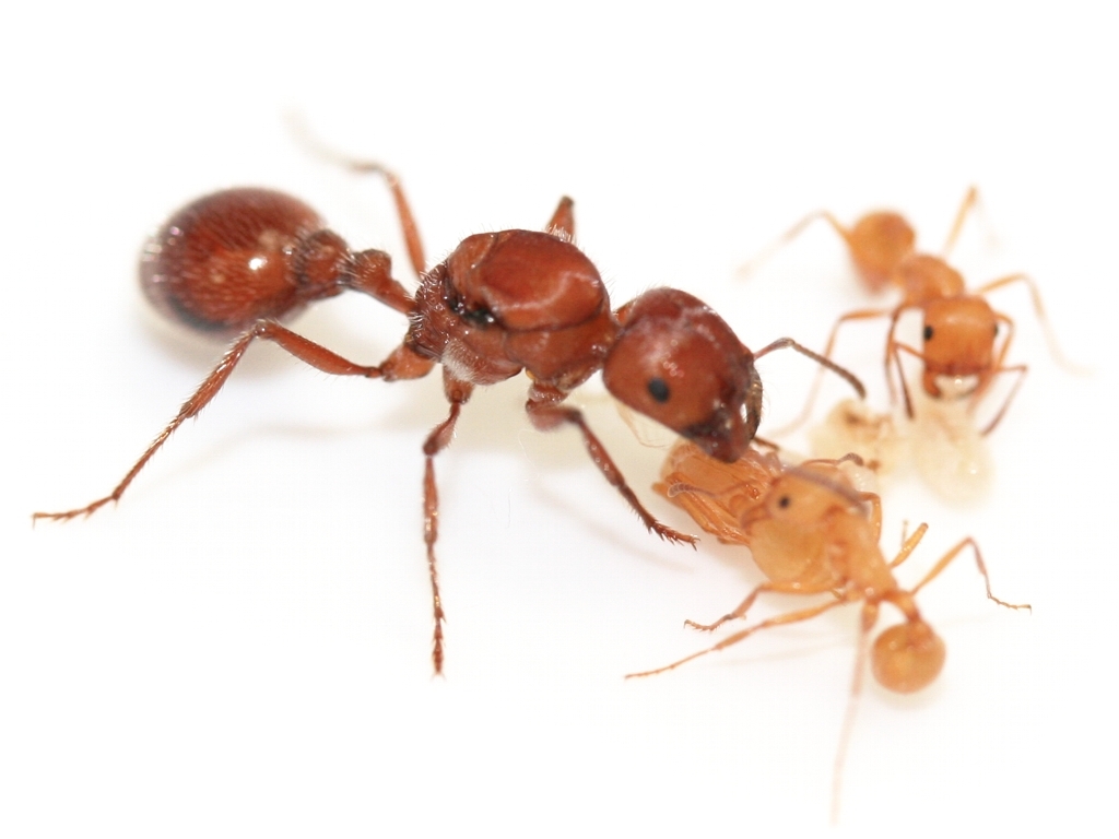 Pogonomyrmex barbatus