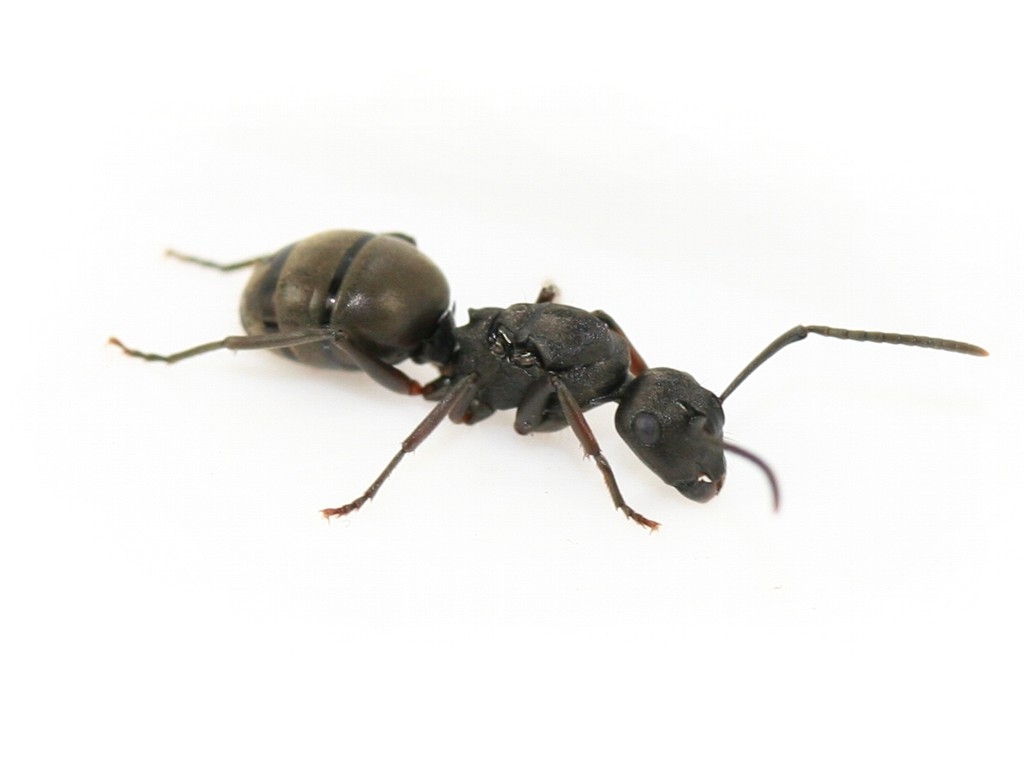 Polyrhachis halidayi