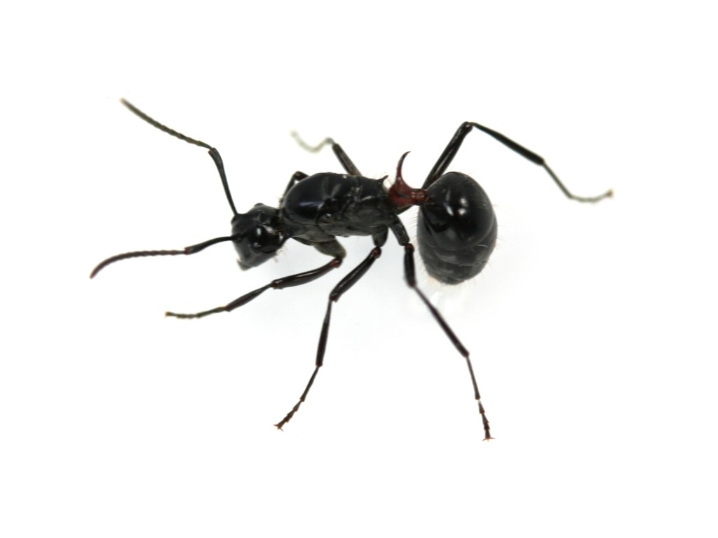 Polyrhachis lamellidens