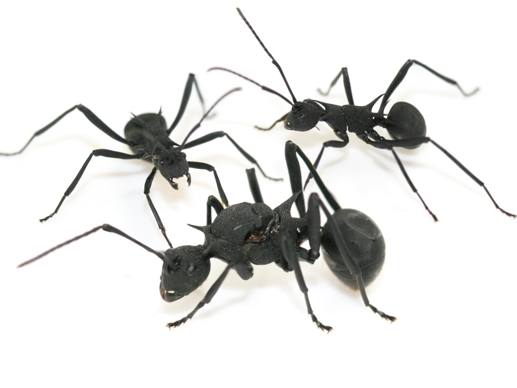 Polyrhachis thompsoni