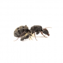 Camponotus grandidieri