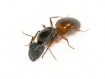 Camponotus sanctus